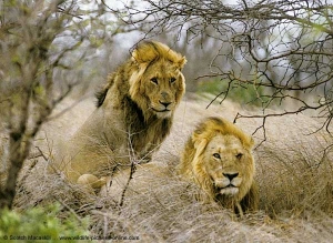 lions